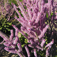 Limonium Suworowii Flower seeds for Planting Garden Favorite Heirloom & GMO Free Seeds for Home Garden