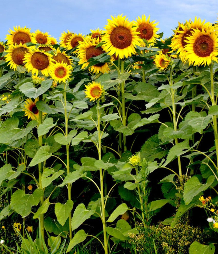 Brown Sunflower Flower seeds for Planting - Shade Tolerant, Heirloom & GMO Free Seeds for Home Garden
 
 Sale for planting in home garden.