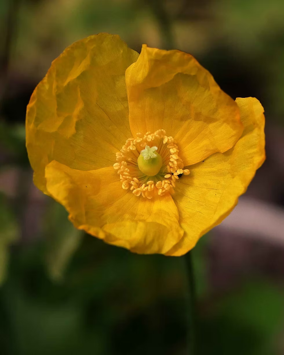 Meconopsis Cambrica Flower seeds for Planting Long Bloom Season Heirloom & GMO Free Seeds for Home Garden