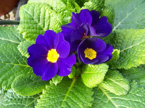 Blue Yellow Primrose Flower seeds for Planting - Fragrant Blossoms, Heirloom & GMO Free Seeds for Home Garden