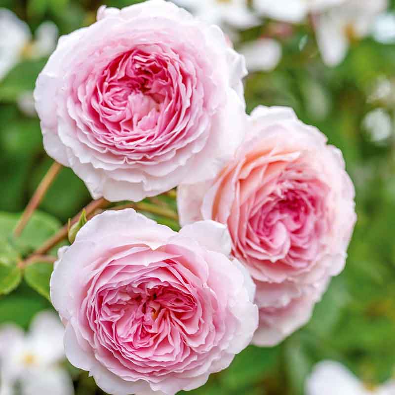 Pink White Climbing Rose Seeds for Planting Long Bloom Season Heirloom & GMO Free Seeds for Home Garden
 
 Sale