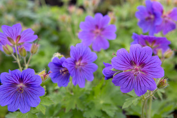 Violet Red Geranium Flower Seeds for Planting - Vibrant Garden Blooms