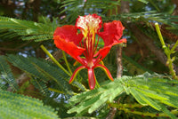 Red Jacaranda Flower seeds for Planting Bright Blooms Heirloom & GMO Free Seeds for Home Garden