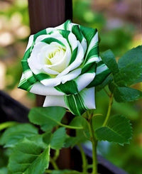 Green White Rose Flower Seeds for Planting, Heirloom Non-GMO, High Germination Organic Garden Seeds