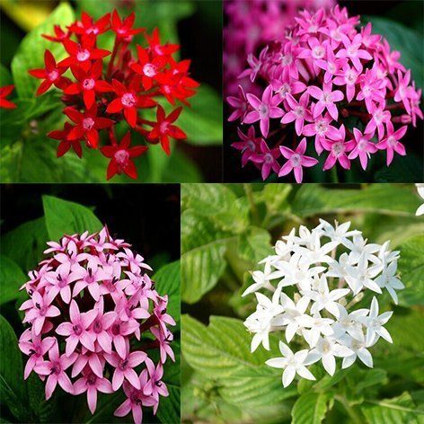 Pentas Flower seeds for Planting Vibrant Colors Heirloom & GMO Free Seeds for Home Garden