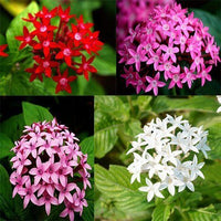 Pentas Flower seeds for Planting Vibrant Colors Heirloom & GMO Free Seeds for Home Garden