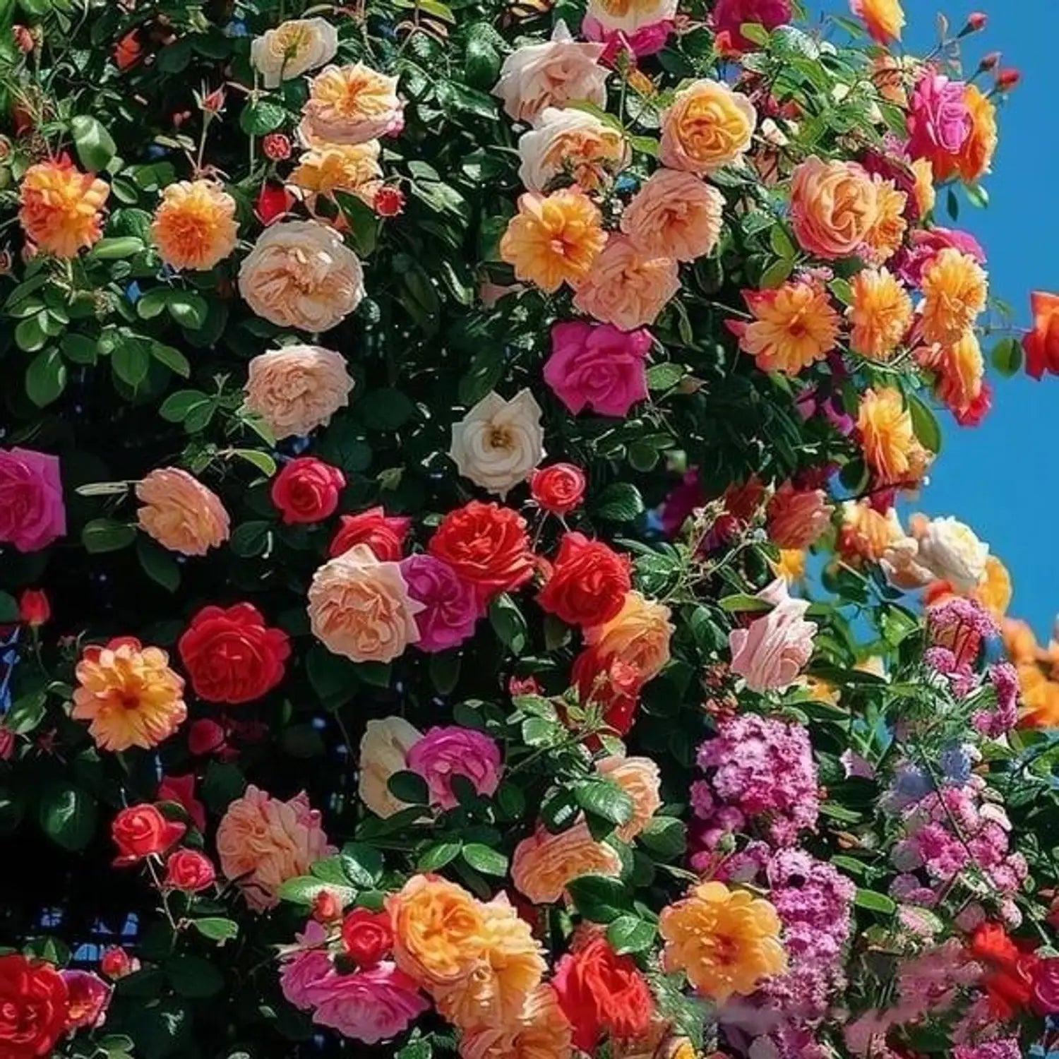 Yellow Mix Ruby Rose Flower Seeds for Planting NonGMO Heirloom Garden Seeds for Growing Wildflower Mix 
 
 Sale