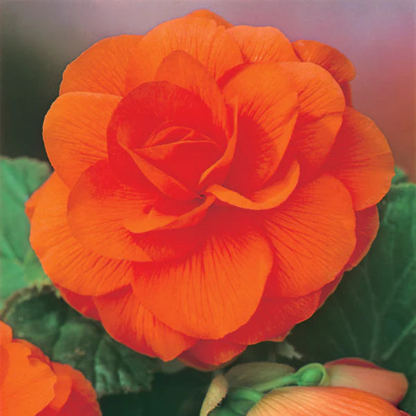 Orange Adenium Flower seeds for Planting - Seasonal Bloomer, Heirloom & GMO Free Seeds for Home Garden