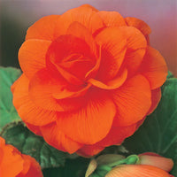 Orange Adenium Flower seeds for Planting - Seasonal Bloomer, Heirloom & GMO Free Seeds for Home Garden