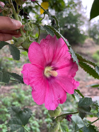 Pink Hollyhock Flower seeds for Planting Colorful Display Heirloom & GMO Free Seeds for Home Garden
 
 Sale