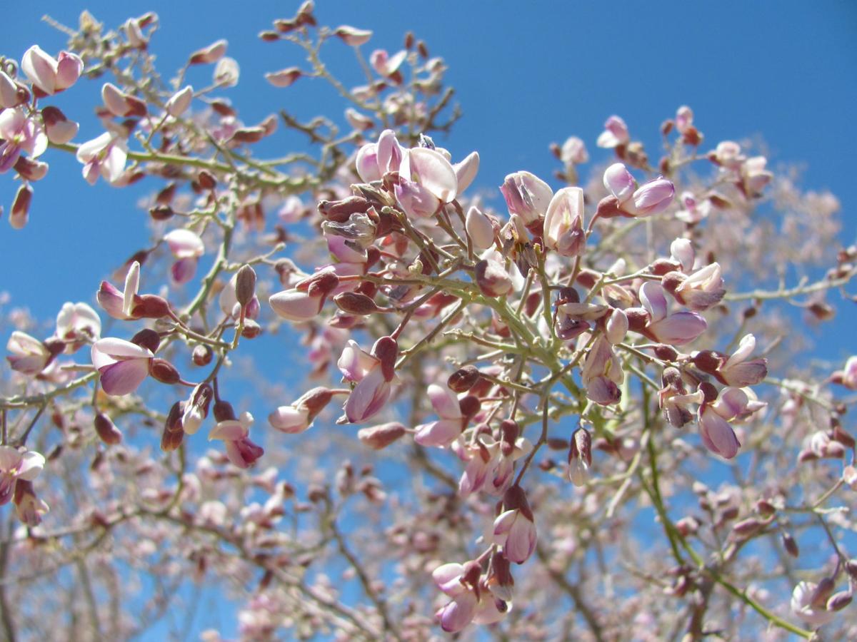 Desert Ironwood Tree Seeds – Heirloom Non-GMO Seeds for Home Garden Planting