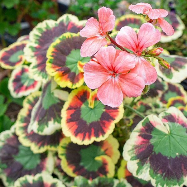 Variegata Flower seeds for Planting Hardy Variety Heirloom & GMO Free Seeds for Home Garden