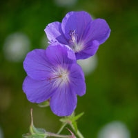 Blue Geranium Seeds for Planting - Beautiful Perennial Blooms