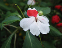 White Balsamina Flower seeds for Planting Wildflower Mix Heirloom & GMO Free Seeds for Home Garden 
 
 Sale