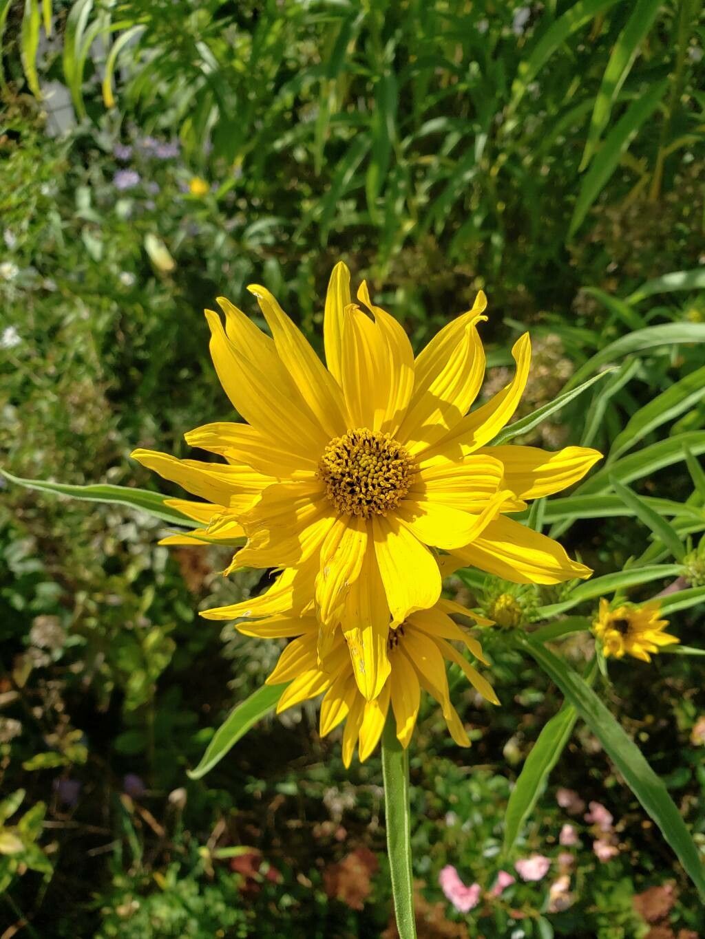 Yellow Maximiliani Flower Seeds Planting