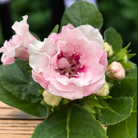 White and Pink Gloxinia Seeds for Planting