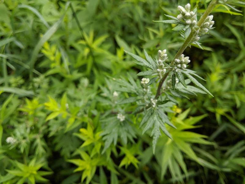 Artemisia Argyi Flower seeds for Planting - Cottage Garden Essential, Heirloom & GMO Free Seeds for Home Garden
