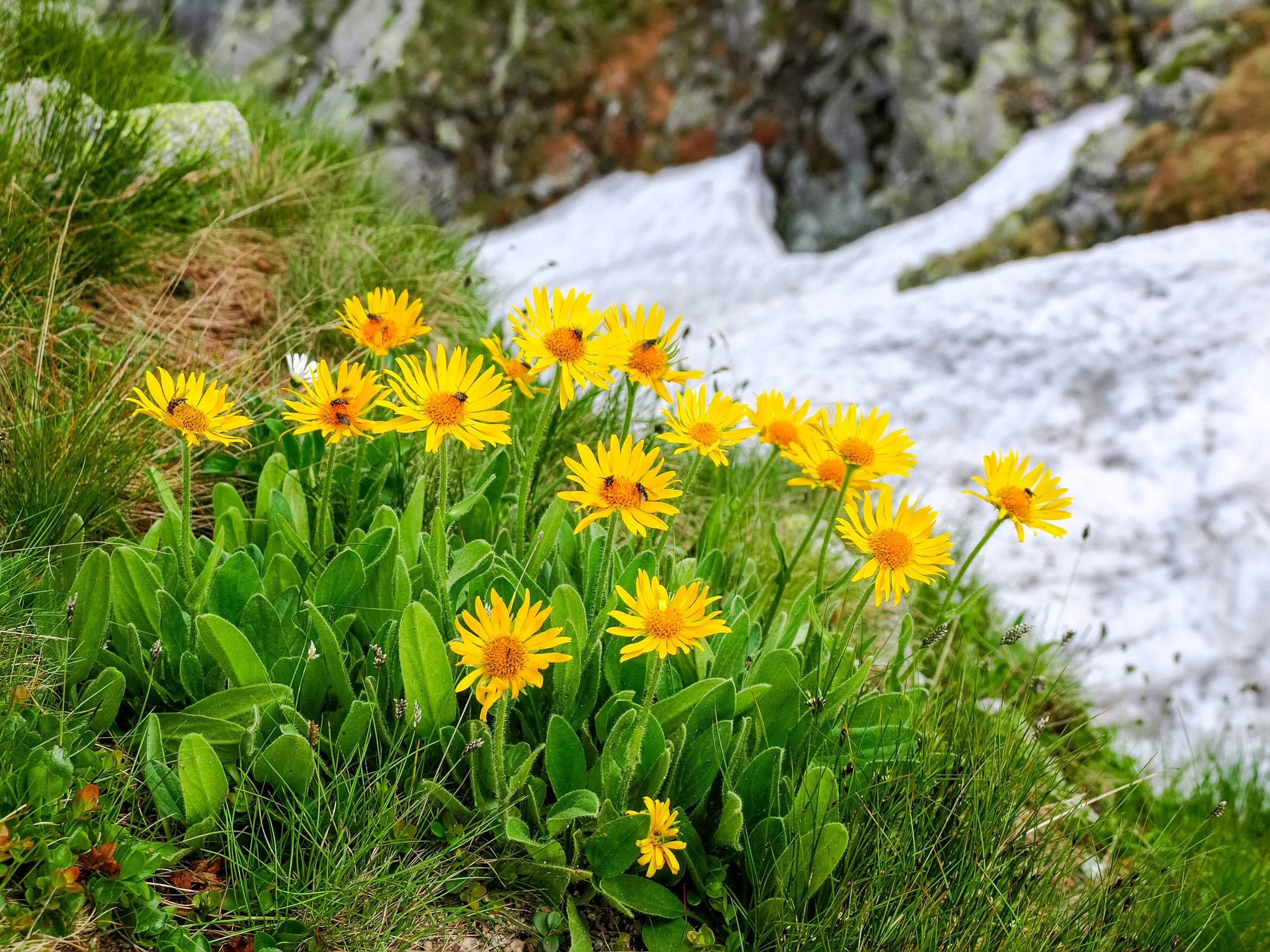 Yellow Mountain Arnica Flower Planting Seeds