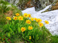Yellow Mountain Arnica Flower Planting Seeds