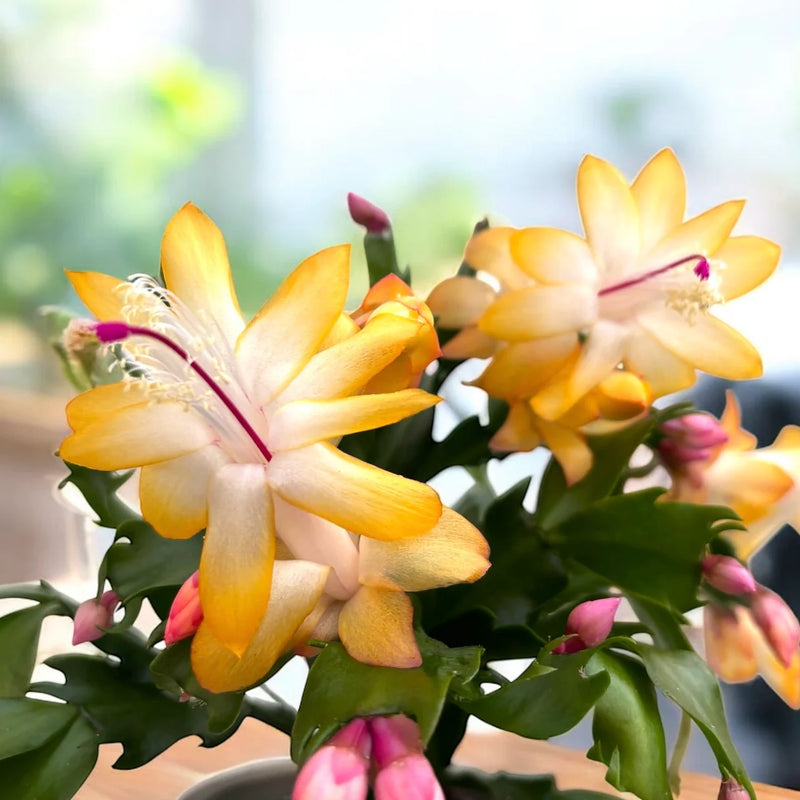 Yellow Schlumbergera Flower seeds for Planting - Garden Favorite, Heirloom & GMO Free Seeds for Home Garden