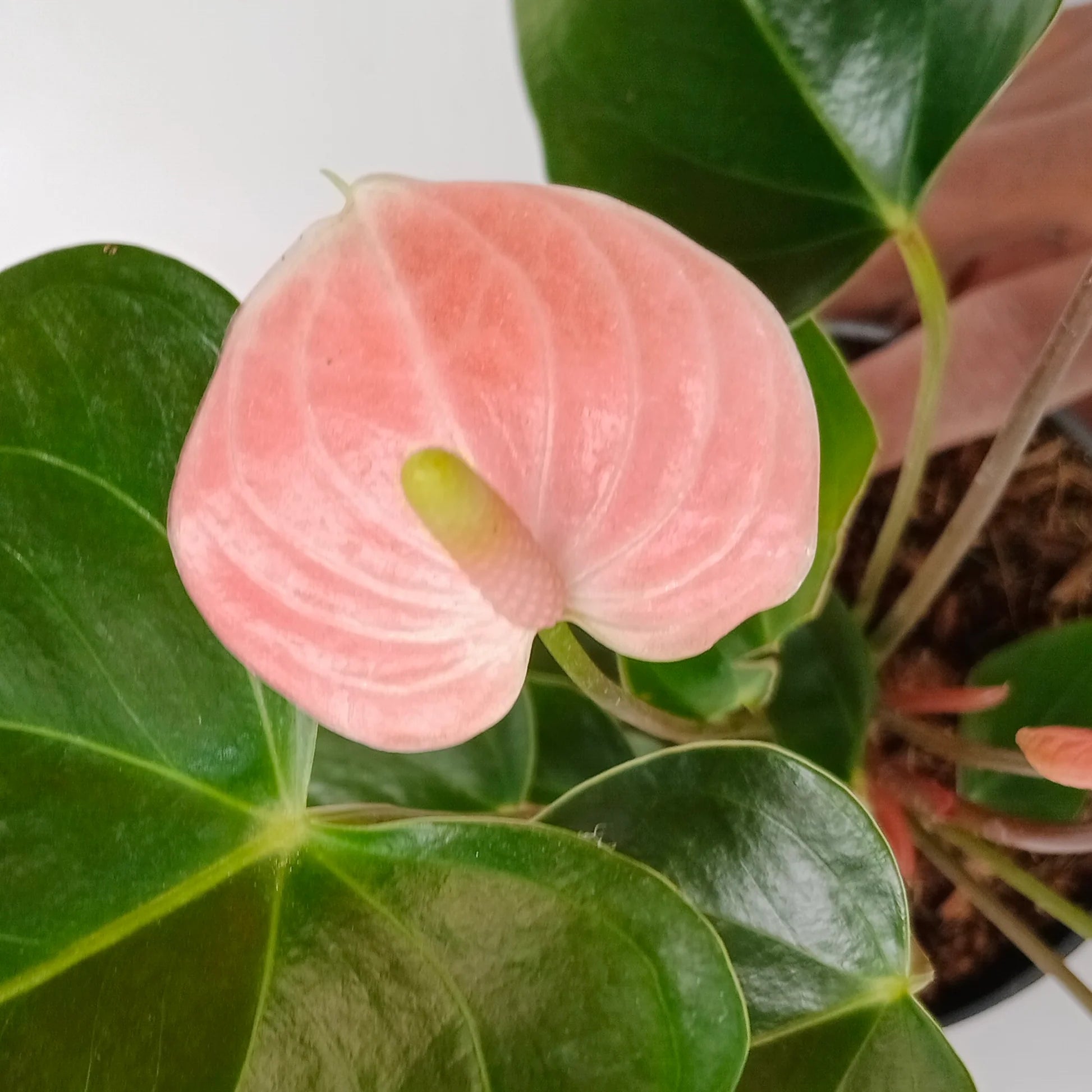 Peach Anthurium Flower seeds for Planting Cottage Garden Essential Heirloom & GMO Free Seeds for Home Garden