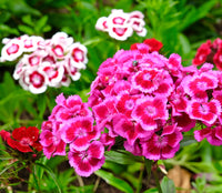 Mixed Barbatus Flower Seeds for Vibrant Planting