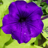 Dark Violet Starry Petunia Flower Seeds for Planting Heirloom NONGMO Seeds for Garden Blooms 
 
 Sale