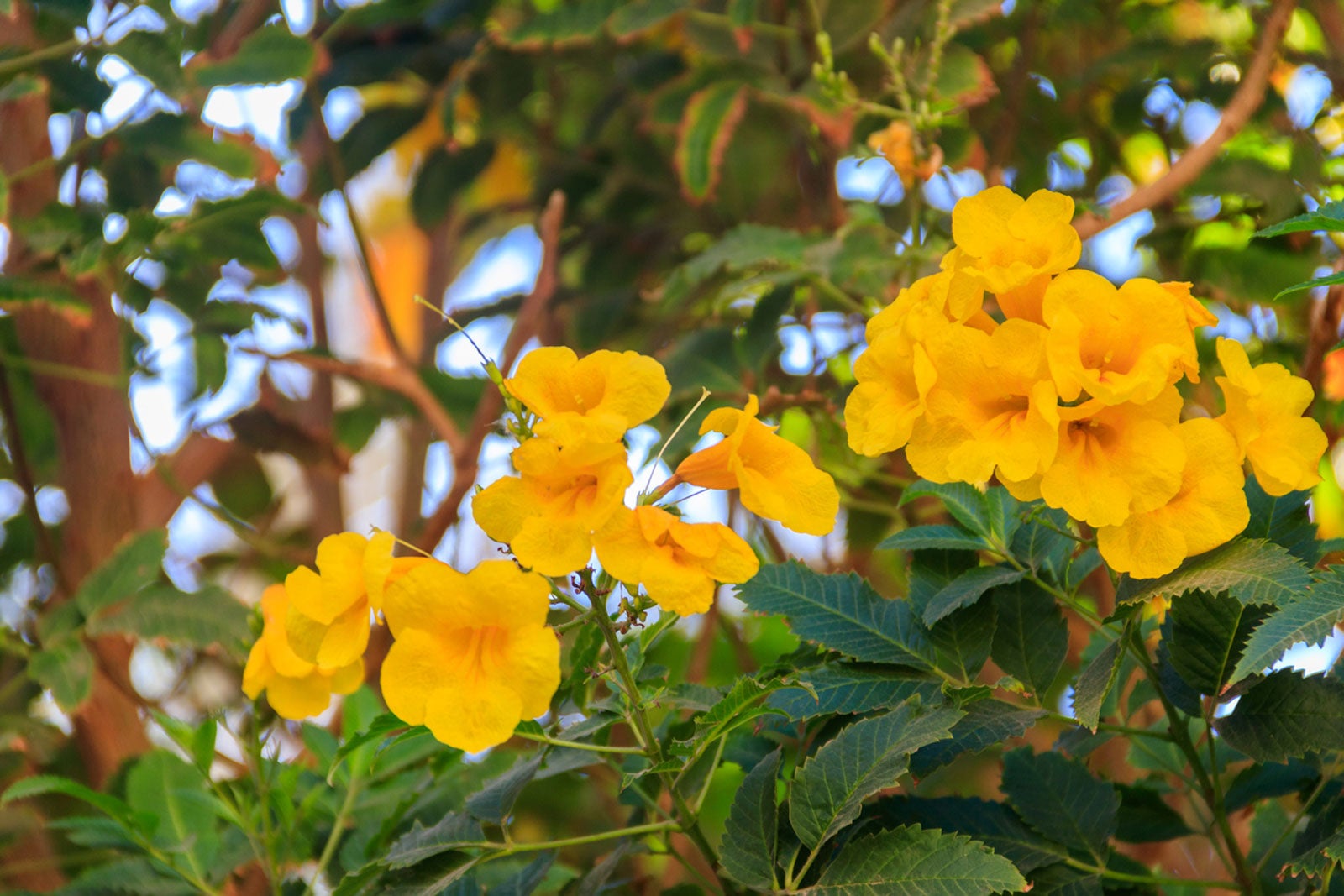 Esperanza Flower seeds for Planting Wildflower Mix Heirloom & GMO Free Seeds for Home Garden