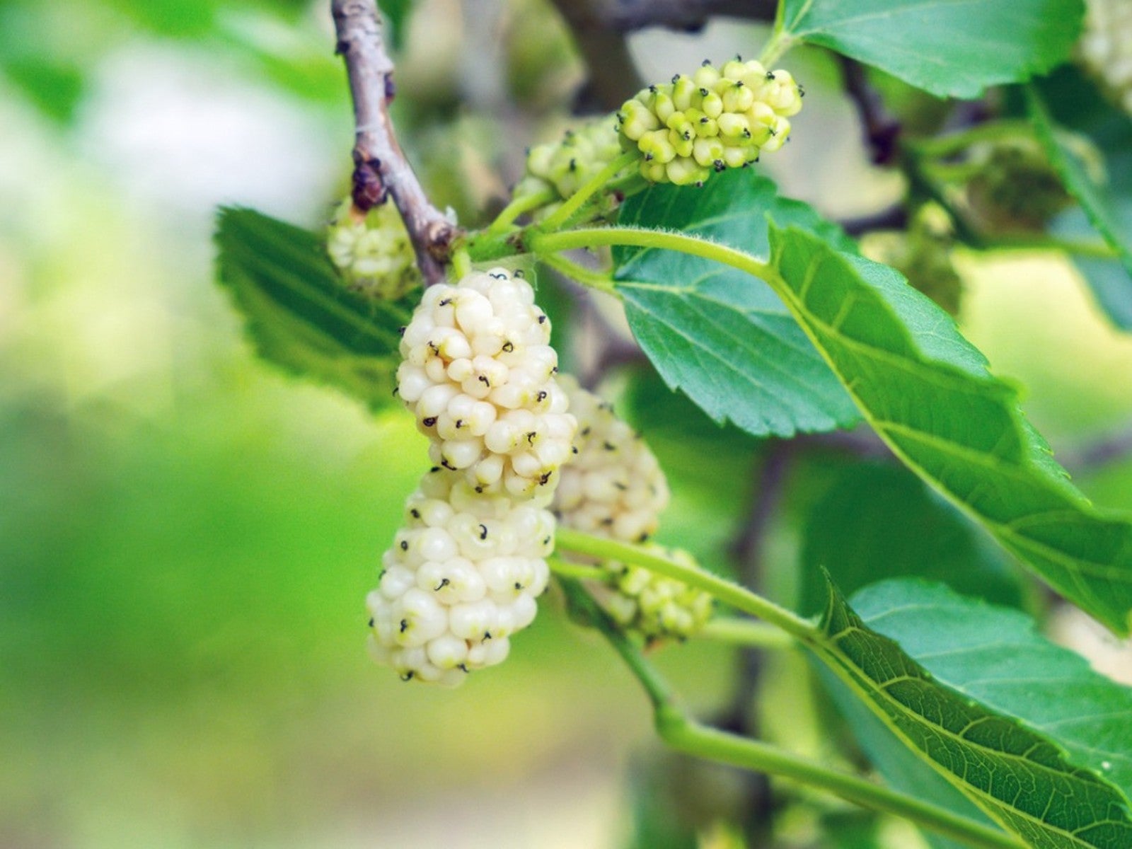 Mulberry Flower seeds for Planting Colorful Display Heirloom & GMO Free Seeds for Home Garden