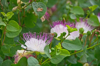 White Caper Bush Flower seeds for Planting - Shade Tolerant, Heirloom & GMO Free Seeds for Home Garden