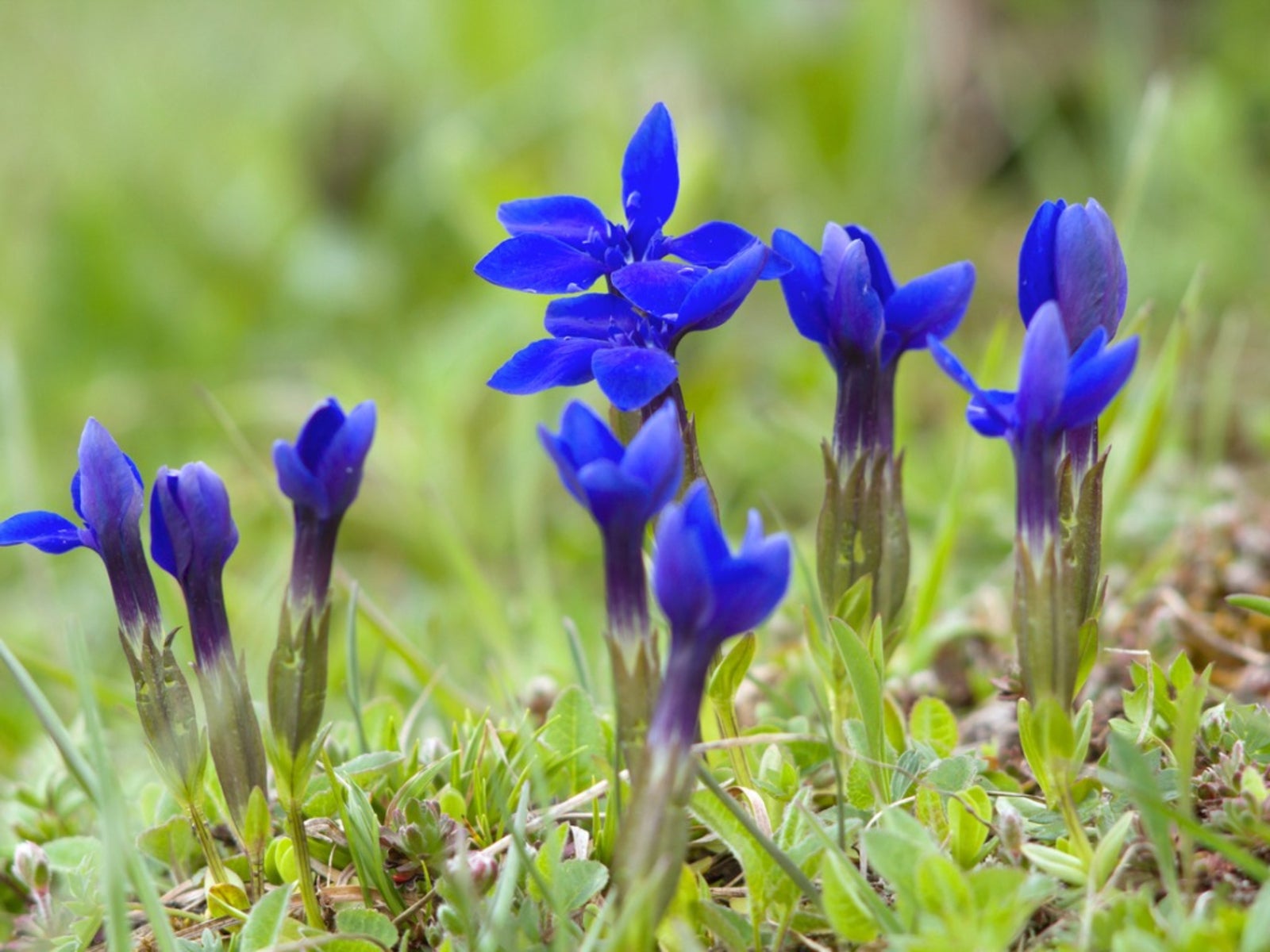 Purple Blue Gentian Flower Seeds – Vibrant Colors Heirloom & NonGMO Seeds for Home Garden
 
 Sale