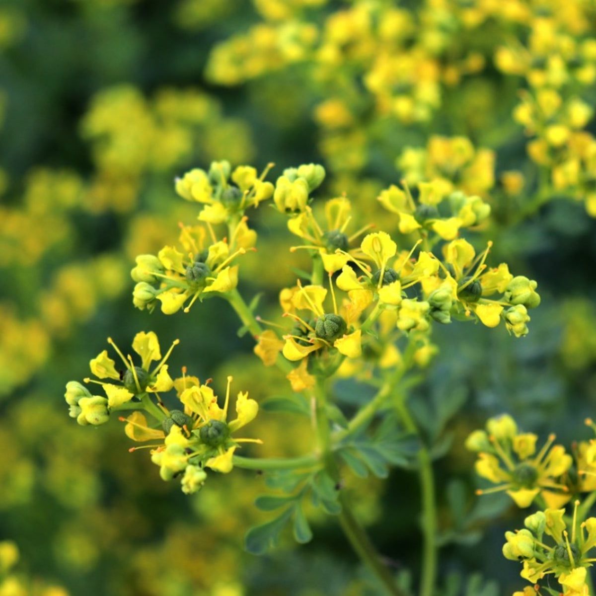 Ruta Flower seeds for Planting Premium Quality Heirloom & GMO Free Seeds for Home Garden