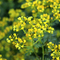 Ruta Flower seeds for Planting Premium Quality Heirloom & GMO Free Seeds for Home Garden