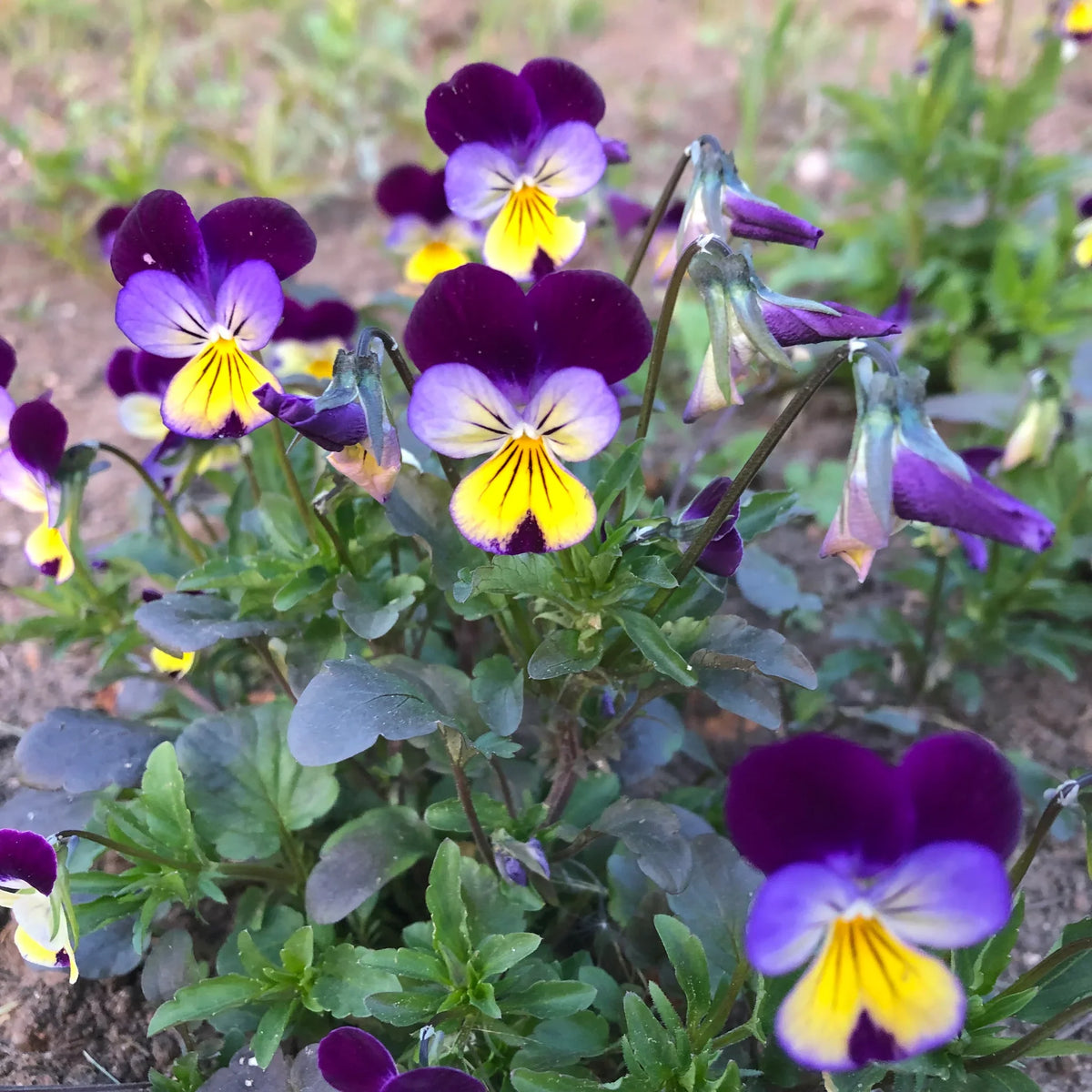 Jump Up Flower seeds for Planting Bright Blooms Heirloom & GMO Free Seeds for Home Garden 
 
 Sale seeds for home garden planting