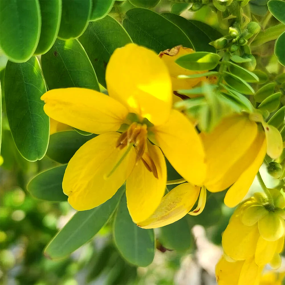 Semen Cassiae Flower seeds for Planting - Long Bloom Season, Heirloom & GMO Free Seeds for Home Garden