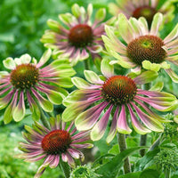 Green ConeFlower seeds for Planting - Perfect for Borders, Heirloom & GMO Free Seeds for Home Garden
 
 Sale
