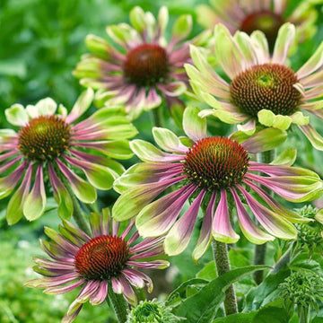 Green ConeFlower seeds for Planting - Perfect for Borders, Heirloom & GMO Free Seeds for Home Garden
 
 Sale