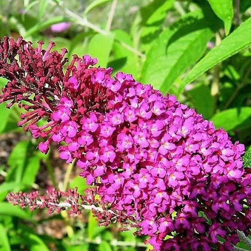 Mixed Buddleia Flower seeds for Planting Compact Growth Heirloom & GMO Free Seeds for Home Garden 
 
 Sale