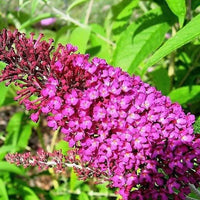 Mixed Buddleia Flower seeds for Planting Compact Growth Heirloom & GMO Free Seeds for Home Garden 
 
 Sale