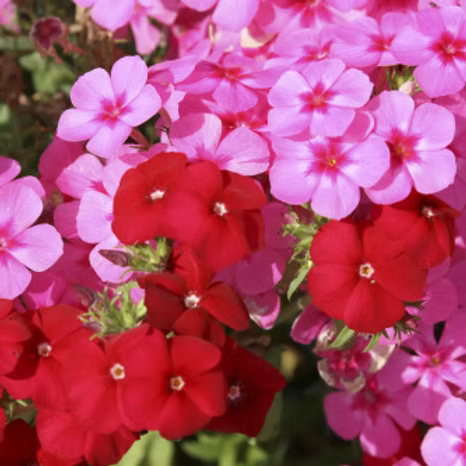 Drummondii Flower seeds for Planting Fragrant Blossoms Heirloom & GMO Free Seeds for Home Garden