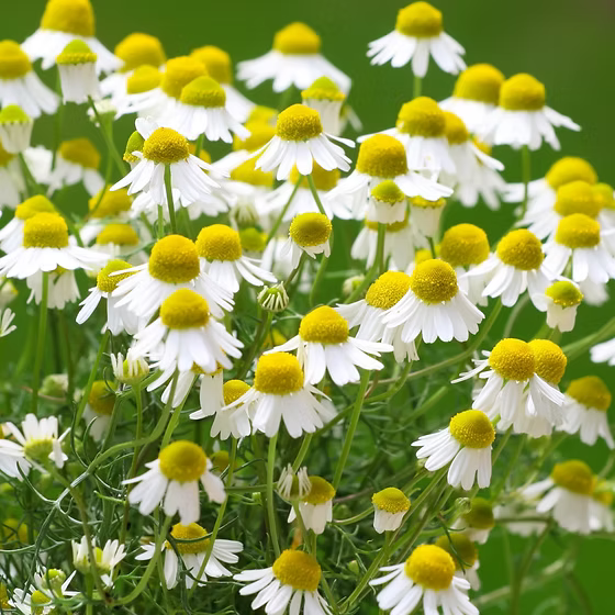 Chamomile Seeds for Planting - Grow Your Own Chamomile Flowers