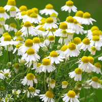 Chamomile Seeds for Planting - Grow Your Own Chamomile Flowers