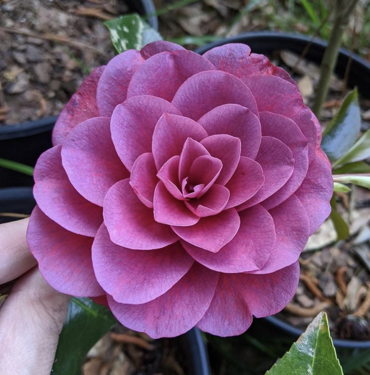 Purple & Pink Camellia Flower seeds for Planting - Wildflower Mix, Heirloom & GMO Free Seeds for Home Garden