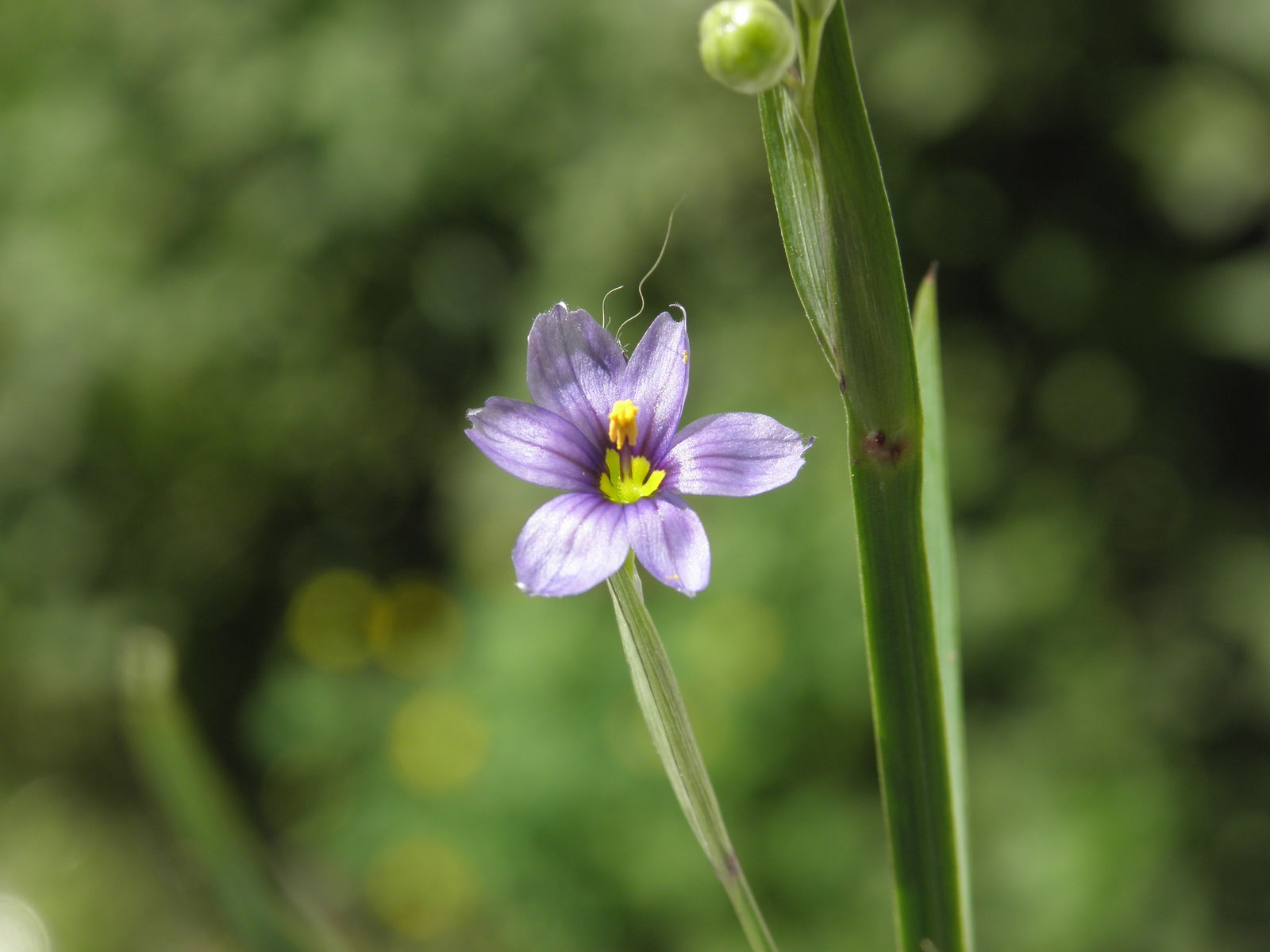 Sisyrinchium Montanum Flower seeds for Planting Perfect for Borders Heirloom & GMO Free Seeds for Home Garden
