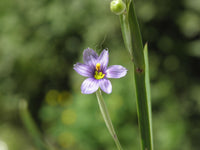 Sisyrinchium Montanum Flower seeds for Planting Perfect for Borders Heirloom & GMO Free Seeds for Home Garden