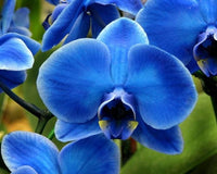 Blue Butterfly Orchid Flower seeds for Planting Low Maintenance Heirloom & GMO Free Seeds for Home Garden 
 
 Sale