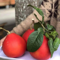 Red Lemon Fruit Seeds for Planting - Dark Red Variety for Your Garden