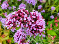 Purple Verbena Flower Seeds for Vibrant Garden Planting