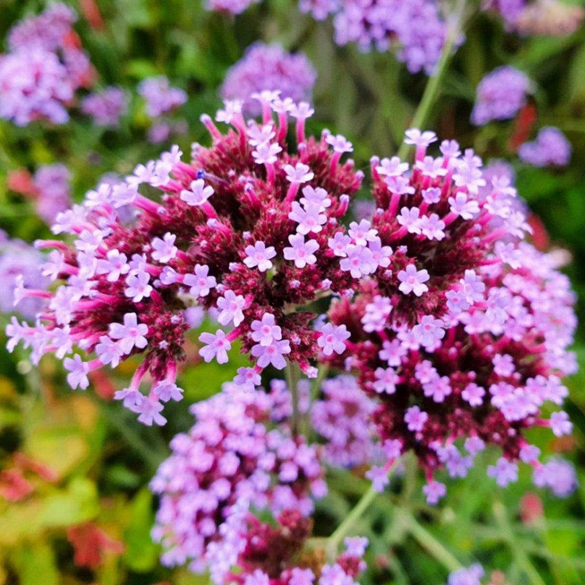 Purple Verbena Bonariensis Flower seeds for Planting - Seasonal Bloomer, Heirloom & GMO Free Seeds for Home Garden