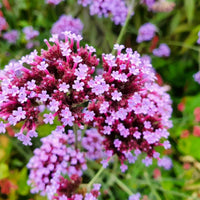 Verbena Flower seeds for Planting Drought Tolerant Heirloom & GMO Free Seeds for Home Garden 
 
 Sale